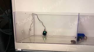 Loraffe UltrasonicStrobe Rodent Repellent in Action [upl. by Nevlin]