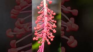 Monadelphous Stamen  Hibiscus flower 5 stigmas [upl. by Mahoney281]