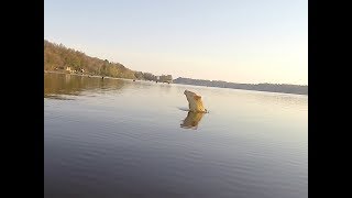 Monster Fish in Irondequoit Bay [upl. by Caravette]