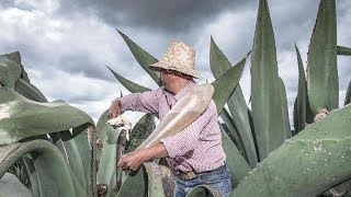 El pulque una deliciosa bebida prehispánica que tiene muchos beneficios [upl. by Bergmans]