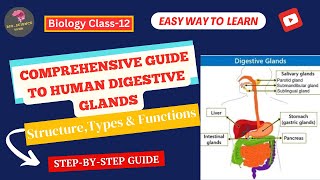 Human Digestive Glands Structure Types amp Functions Explained BioScience Guide [upl. by Einnos16]