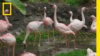 Flamingo Breeding  Flamingo Dads Adopt an Egg  Magic of Disneys Animal Kingdom [upl. by Uhthna]