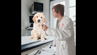 ik moet een HOND MAKEN [upl. by Atilek]