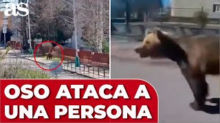 ATAQUE de un OSO a una persona en ESLOVAQUIA [upl. by Merrow858]