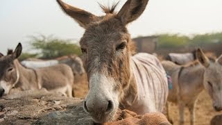 British Couple On Mission To Save Indias Overworked Donkeys [upl. by Winou]