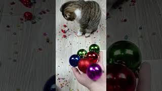 Cat barsik reverse video cat catvideos billi [upl. by Egdamlat869]