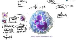 Leukocytes Introduction and Overview [upl. by Burchett]