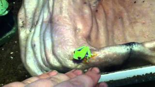 Red Eyed Tree Frog  Unboxing Update 2 [upl. by Coben]