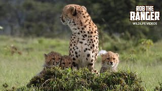 Cheetah Mother And Four Cubs Right Outside the Camp  Lalashe Maasai Mara Safari [upl. by Fanny]