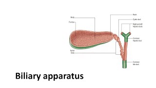 Biliary apparatus Prof Dr Md Ashfaqur Rahman [upl. by Elfont]