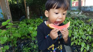 Red lady papaya  cocoa plant tinsukia  Assam [upl. by Airb]