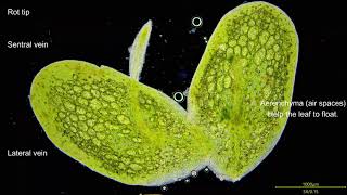 The invisable Inhabitants of your Aquarium  Duckweed Lemna minor under the microscope 4K [upl. by Naig]