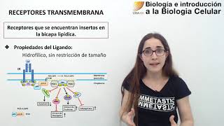 51 Biología celular Receptores transmembrana [upl. by Nazus]