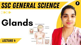 Glands and Hormones in Human Body  General Science  SSC  Parcham [upl. by Thor672]