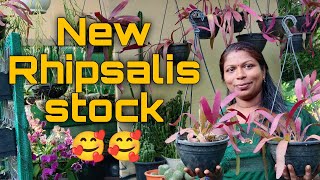 New Rhipsalis stock 🥰🥰heavenofplants3992 rhipsalis plant flower [upl. by Adnolahs293]