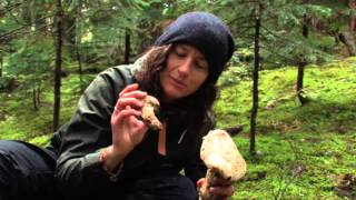 How to find pine mushrooms matsutake  caching [upl. by Nennek287]