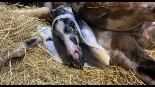 The Class of 2021  Redheart Mares  Stage 2 FOALING [upl. by Tterraj915]