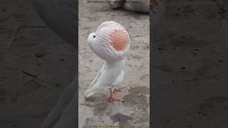 Why do birds do that 😱shorts funfacts foryou bangla [upl. by Ehctav490]