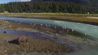 Chilkoot Lake and Bears  Haines Alaska [upl. by Luba]