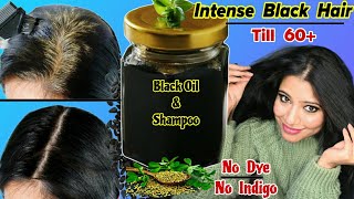 Black Hair Without Dye amp Indigo Black Oil amp Black Shampoo For Black Hair Till 60 ।Garima Singh [upl. by Posehn]