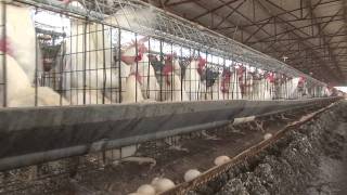 Chickens In Battery Cages Flutter WingsLeft Side [upl. by Dannie]