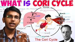 what is cori cycledifference between lactate and lactic acid [upl. by Inge]