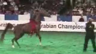 US Senior Halter Champion Presentations [upl. by Jeni]