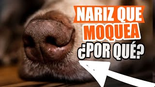 NARIZ que MOQUEA en PERROS 🐶👃Causas y Qué Hacer [upl. by Abate]