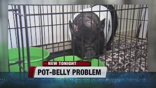 Injured pot belly pig [upl. by Arinaj396]