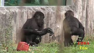 Ein Besuch im Zoo Krefeld 2017 [upl. by Hetty215]