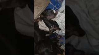 Doberman puppies 1 day 😍 [upl. by Douglas879]