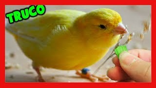 COMIDA para CANARIOS 🐣 TRUCOS ALIMENTACION de los CANARIOS en la MUDA 🐤 CRIA DE CANARIOS [upl. by Waxler]