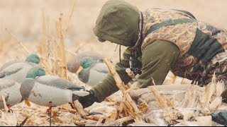 The X Hunting Waves of Greenheads in Cut Cornfields [upl. by Anirdnaxela123]