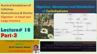 Lecture  16Part3 Digestion Absorption and Metabolism of Carbohydrates in Ruminants [upl. by Frazer216]