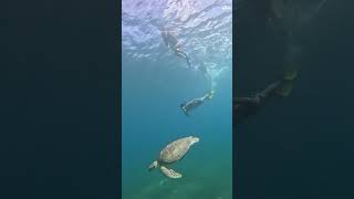 Swimming with Sea Turtles in Culebra Puerto Rico A Magical Underwater Adventure [upl. by Ahsinav]