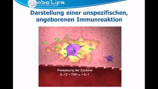 ImmunitätTeil 1 Die angeborene Immunreaktion [upl. by Eilra]