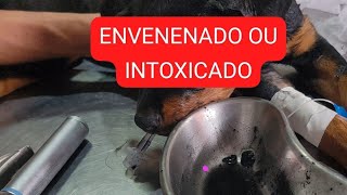 VENENO Thalita Portugal Veterinária está ao vivo [upl. by Analos795]