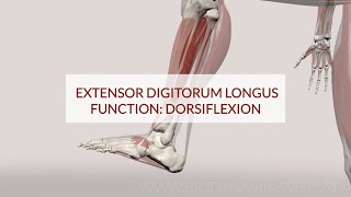 Extensor Digitorum Longus Function Dorsiflex 3d Animation [upl. by Marge]