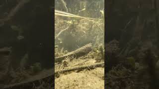 Baby Guppies in local creek nature lake california fishing wildlife guppy gambusia mosquito [upl. by Manon]