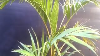 ARECA BAMBU  DICAS DE COMO CUIDAR [upl. by Rakia]