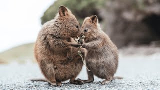 Adorable Quokka Videos A Close Look at the Worlds Happiest Animal Quokka [upl. by Aevin320]