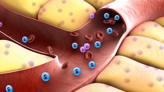 How insulin works [upl. by Kushner]