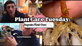 Plant Care Tuesday Begonia Plant Care [upl. by Cirdek793]