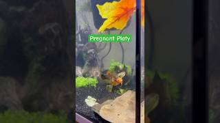 Pregnant Platy [upl. by Godliman589]