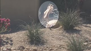 RAW VIDEO Bobcats caught on camera fighting in Scottsdale [upl. by Jerri]