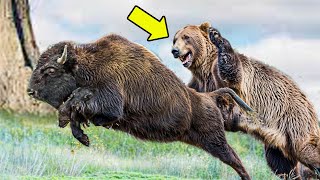 El Oso Grizzly No Tuvo Piedad Con El Búfalo Americano [upl. by Eleik]