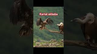 kartal akbaba kelaynak hawk music kamp eagle 🦅 [upl. by Paymar]