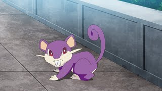 019 Rattatas first appearance in the anime shorts pokemon anime [upl. by Eenej]