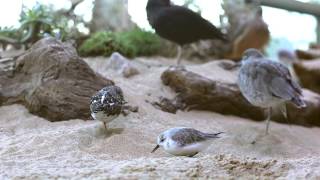 Monterey Bay Aquarium HD [upl. by Levitan216]