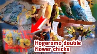 Hogoromo Budgies Breeding Progress  Budgies food  Hogoromo Colony me Chicks  Bilal Aleem World [upl. by Ventura]